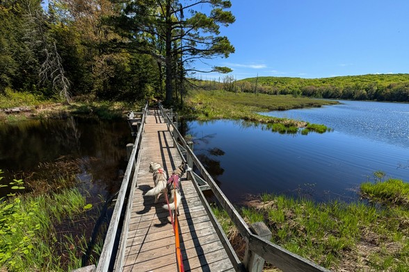 Two huskies lead the photographer down a set of stairs to a wood bridge over the end of Lily Pond towards mixed woods beyond. The wide pond expands to the right, and boggy water on the left.