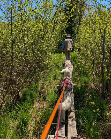 Jeff leads huskies Zeena and Tonttu down a narrow wooden boardwalk through soggy grass wetland with alder brush rising tall on either side, nearly closing over the path. The boardwalk is so narrow the huskies have to go single file.