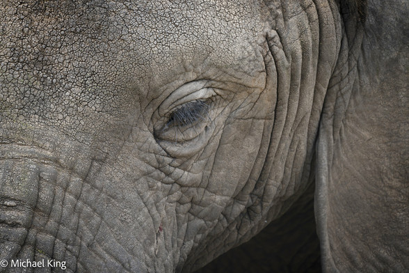 Portrait of an adult elephant