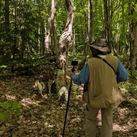 Tonttu and Zeena both try to push their muzzles into a small hole at the base of a tree, after a chipmunk that had just disappeared into it. The tree has a large knot or growth above them, about human head height. Jeff, who has been walking them both, watches. He's carrying a walking staff with his phone mounted on top, is wearing a field vest with pockets bulging with gear, a camera strap slung across his shoulder, and his head is covered in a bug net over his wide-brimmed hat.