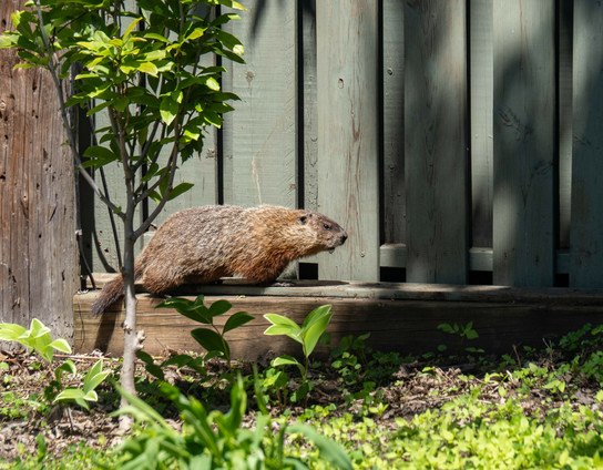 A groundhog, a pretty big rodent, brown, walking at the bottom of a wooden fence, looking straight in front of them