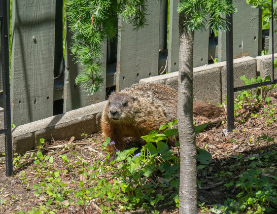 The same groundhog, almost facing the camera, their face looking determined, walking by a fence, behind a larch and some small violets. They're trying to find a way to escape