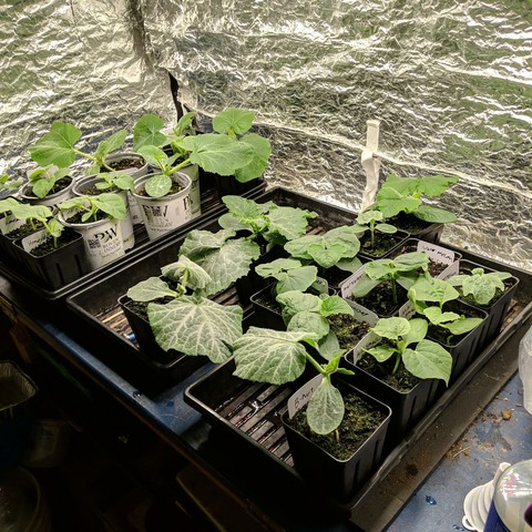 A photo showing 3 plant trays with about 2 dozen pots that have squash, melons, and cucumbers in them that were planted 2 weeks ago. There are bush type acorn, bush type butternut, black beauty zucchini, yellow summer squash, saved marketer cucumber, saved muncher cucumber, saved sugar baby watermelon, saved Minnesota midget melon, saved green flesh honeydew melon.