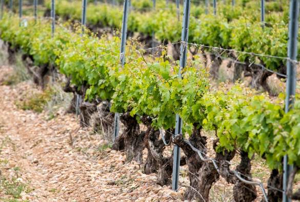DO Rueda harvest exceeds expectations amid weather challenges