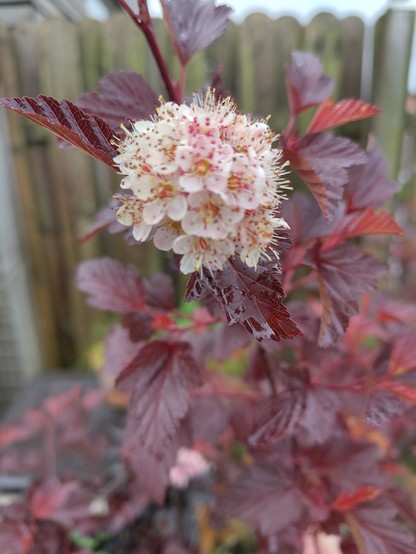 Der hell rosa farbene,  kleine Blütenball der Fasanenspiere besteht aus vielen kleinen Einzelblütchen. Die Staubfäden sind fast weiß und ragen ein wenig heraus. 
Und der Blütenball wird umgeben von den leuchtenden, dunkelroten, gezahnten Blättern dieses Strauchs.