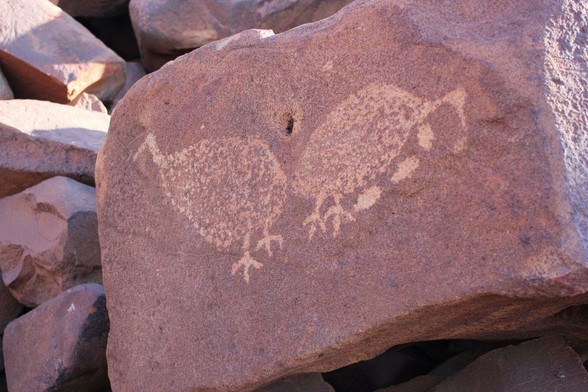 A piece of ancient Aboriginal rock art from Murujuga (Burrup peninsula) in Western Australia, one of around a million such petroglyphs found carved into the rocks of the region. The image, created by shallow carvings into the face of the rock, depicts two large emu-like birds, one of which is on a nest of three eggs. #IndigeousCulturalHeritage