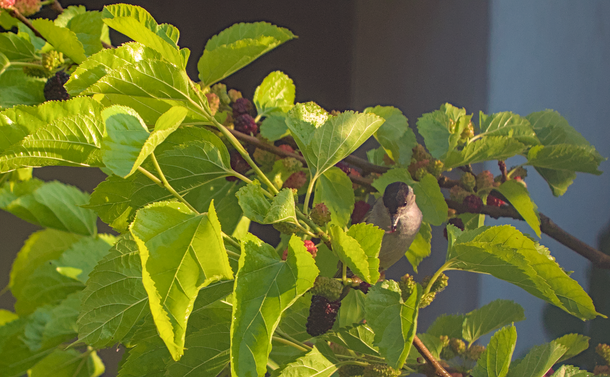 Une fauvette à tête noire (petit passereau gris avec une calotte noire et un bec fin) qui mange des mures directement sur l'arbre.
