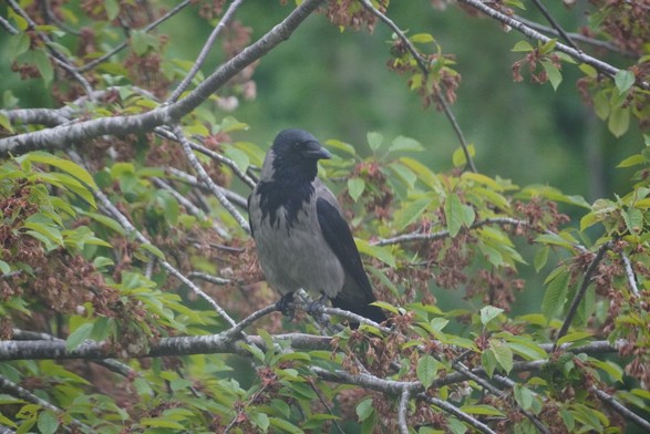 A crow in a tree. Lots of leaves. Everything is slightly wet.