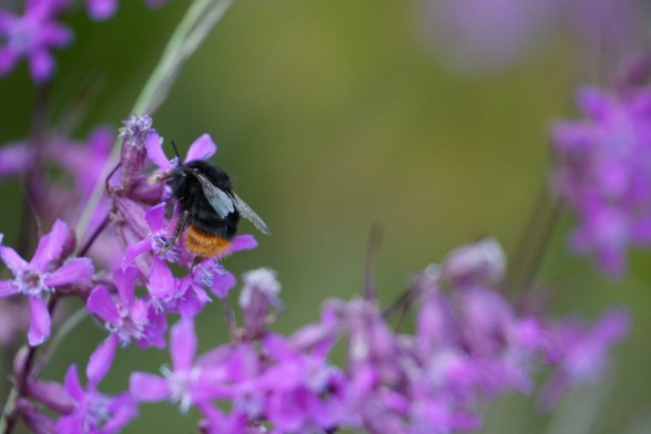 A bee on a purple flower.