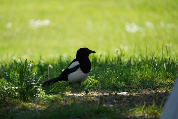 A magpie hangin' out in the shadow on a sunny day.