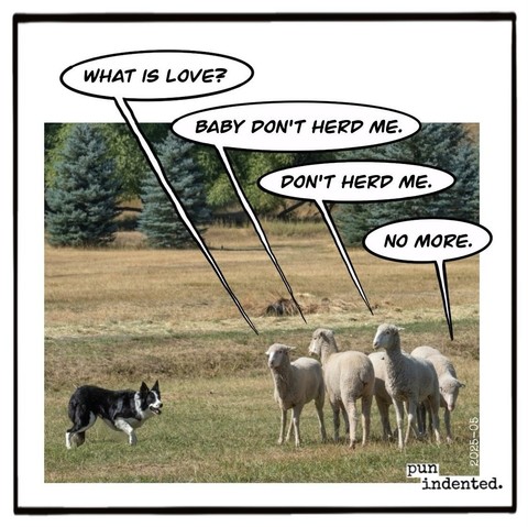 A cartoon. A shepard dog is herding four sheep. The sheep are reciting a 90s euro dance song: What is love? Baby don't herd me. Don't herd me. No more.