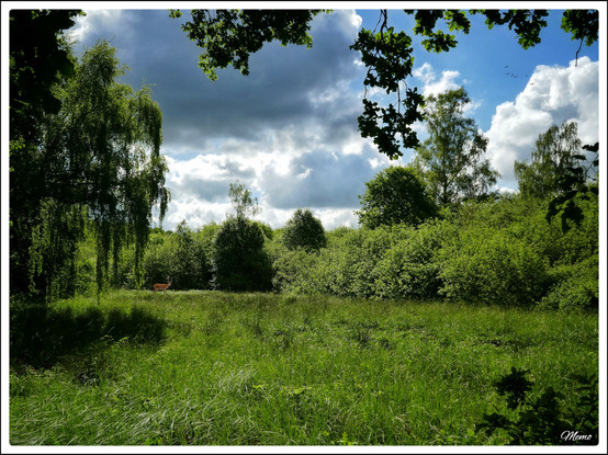 Bildbeschreibung:
Eine große Freifläche mit Büschen und Bäumen vor graublauem Himmel.