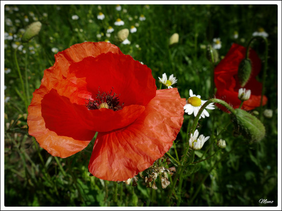 Bildbeschreibung:
Eine rote Mohnblüte zwischen weißgelben Kamillenblüten auf einer Wiese.