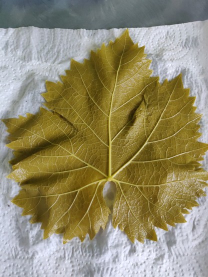Feuille de vigne blanchie disposée à plat sur de l'essuie-tout.