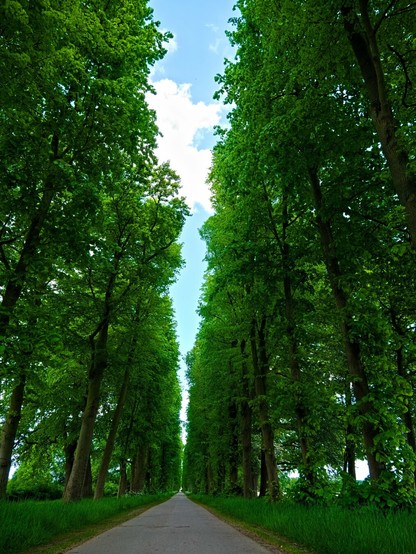 A tree-lined avenue on a sunny May day. The trees are very, very, very tall and are dressed in bright green spring colours. The sky is blue.