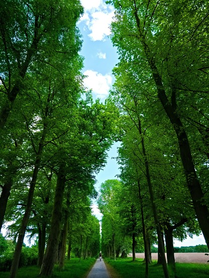Same motif, but a little more space between the trees.