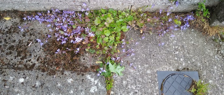 some concrete loving wildflowers making a home in a crack in the pavement with many tiny purple flowers.