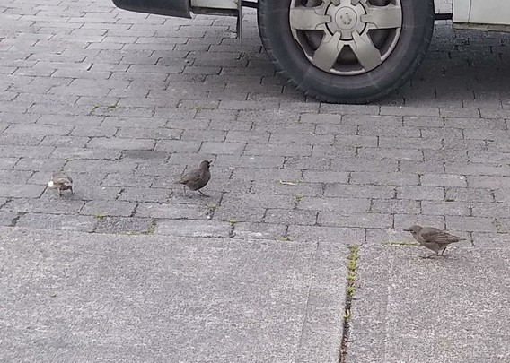 3 starlings waiting for crumbs from someone having lunch.
