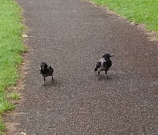 2 crows on footpath in greenspace approach dropped food.