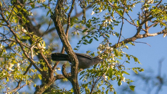 Catbird eating flower