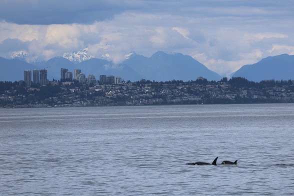 City sky scrapers rise above in the distance while two Orca whales rise the surface. Gray overcast clouds line the sky and color of the day.