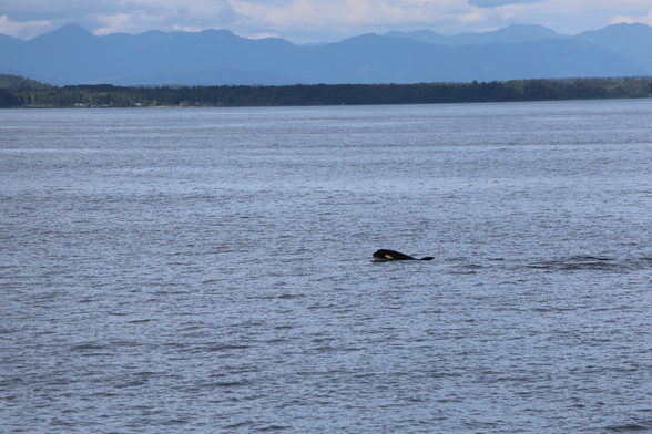 An Orca nose briefly popping above the surface.