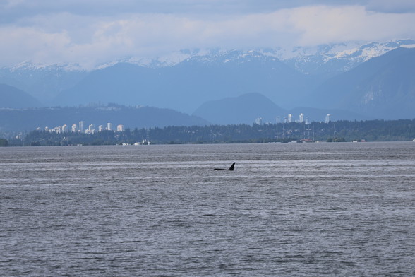 Whale rising above the water with sky scrapers rising above in the background. A surreal experience to see the man made changes in a once natural like setting.