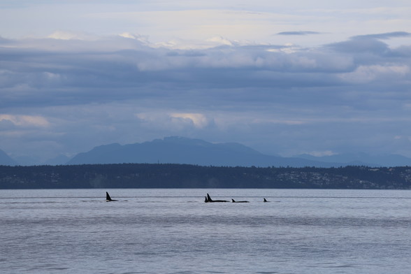 A family pod of Orca fins all rising into the distance.
