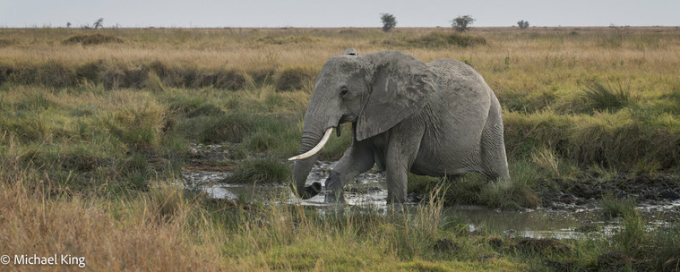 En elephant crossing a stream through the mud