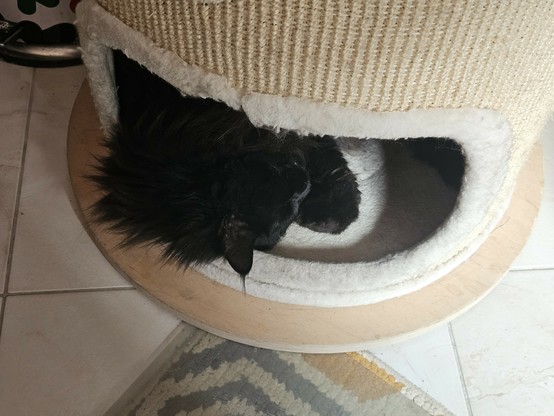 Black long-haired cat "Hope" sleeping in the lowest cave of a beige scratch drum, her head resting on the edge and a paw.