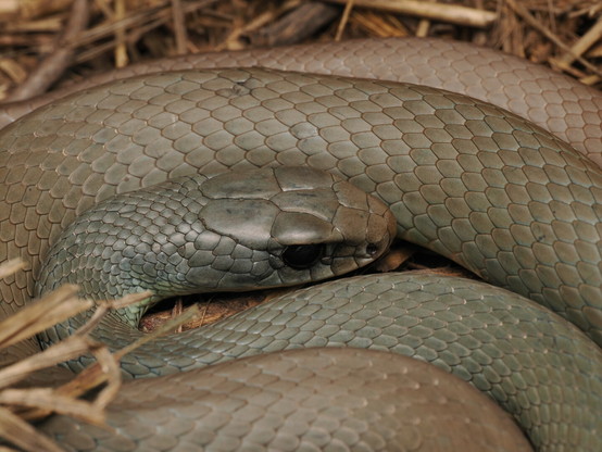 A close-up of a snake's face as it lies curled up in brown grass. The snake is a fairly uniform greenish-brown in colour, slender in build, and has a slender head with dark eyes.