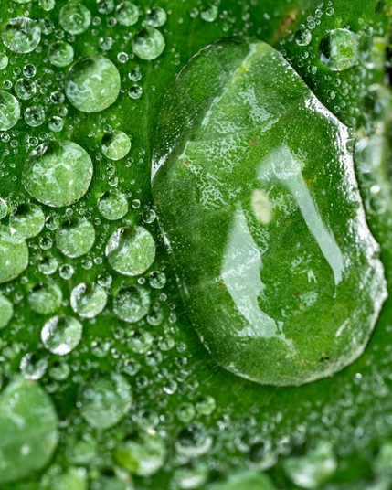 A macro image of waterdrops on a leaf. There are many little ones and very large single one.
