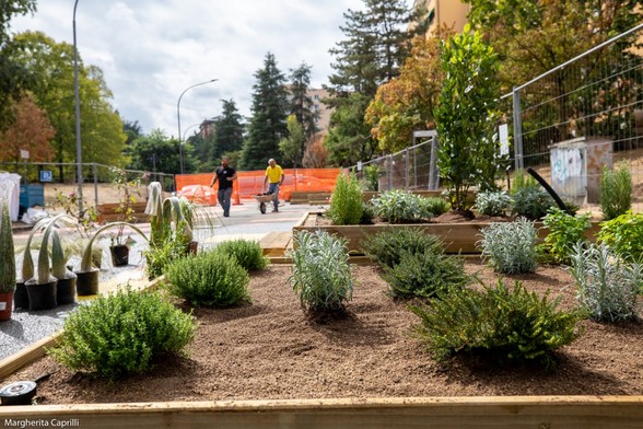 Street plantings in Bologna, Italy