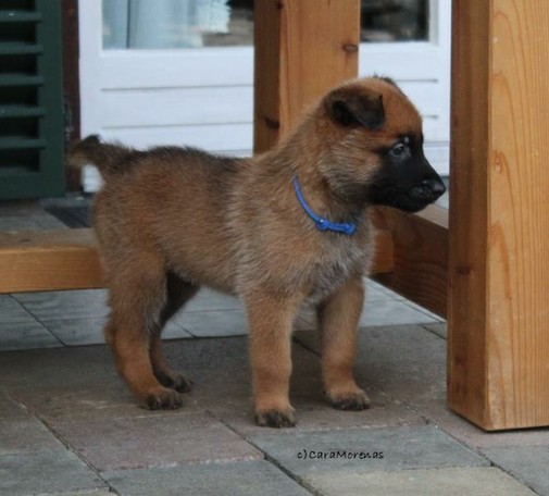 Das Bild zeigt einen stehenden Malinois im Alter von 5 Wochen. Er trägt ein blaues Halsband.