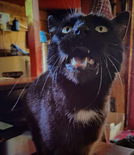 Photo of a big black cat smiling for treats