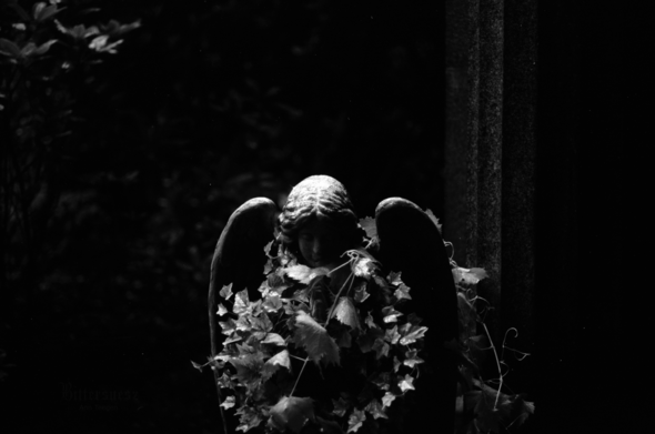 Quite dark black and white film photo of a statue of an angel partially overgrown with ivy