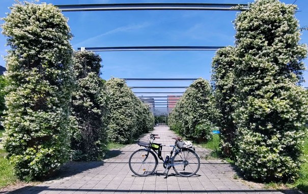 La mia bici vista di lato su un viale pedonale circondata da pilastri su cui sono arrampicate piante di gelsomino in fiore, come una cornice