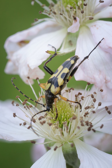 Long, stripy, black-and-yellow beetle with great long antennae, burying its head into the centre of a bramble flower.