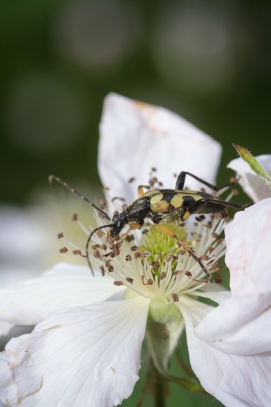 That same beetle, on another bramble flower.
