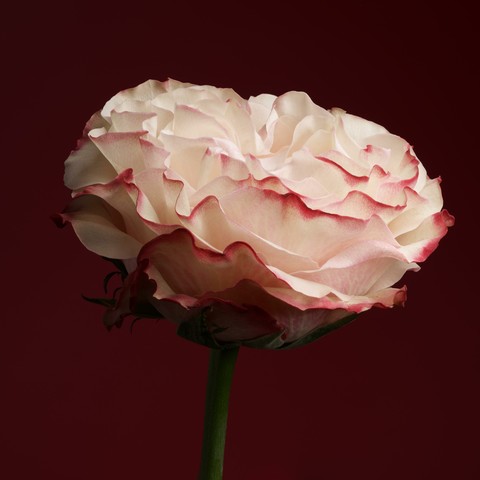 Red and white rose on a red background.
