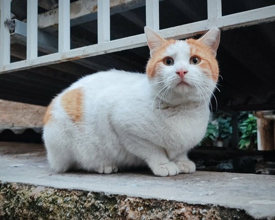 A chunky ginger and white stray cat looking curiously at the camera.