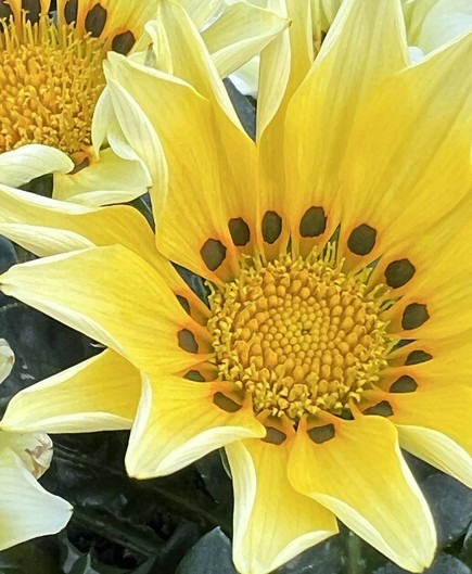 Eine Nahaufnahme einer leuchtend gelben Blüte einer Mittagsblume mit spitzen Blütenblättern und einem kreisförmigen Stempel in der Mitte, umgeben von zartgrünem Blättern. Die Blume weist in ihrer Mitte komplizierte Details auf, die Texturen und Muster zeigen.