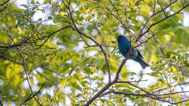 Indigo Bunting