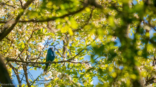 Indigo Bunting Singing