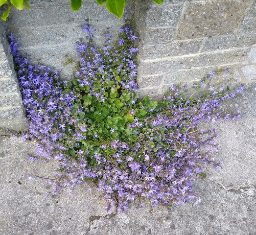 pavement flowers growung in a crack. tiny 5 petalled lavendar flowers.
