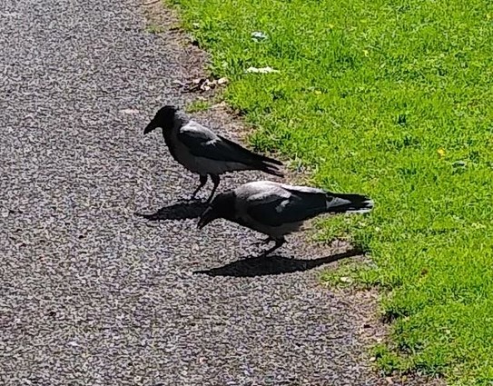 2 crows turn up for dropped food on footpath in greenspace.