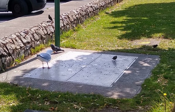 a pigeon, gull and starlings arrive for dropped food on green space by shops.