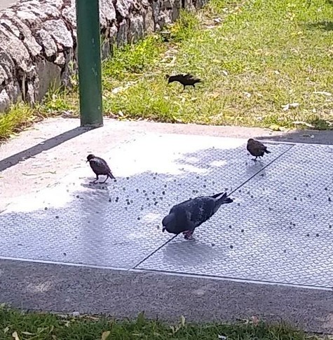 pigeon and starlings before the gull barged in.