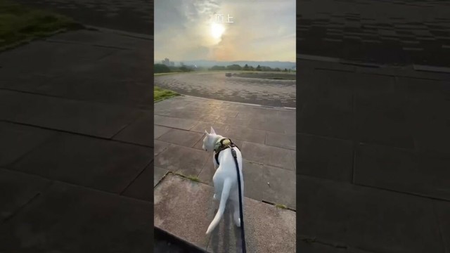 おさんぽ　#tiktok #youtube #instagram #犬のいる生活 #doglife #dog #bullterrier #pets #ブルテリア #犬 #可愛い #癒し #愛犬