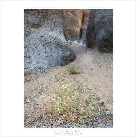 desert canyon plants
